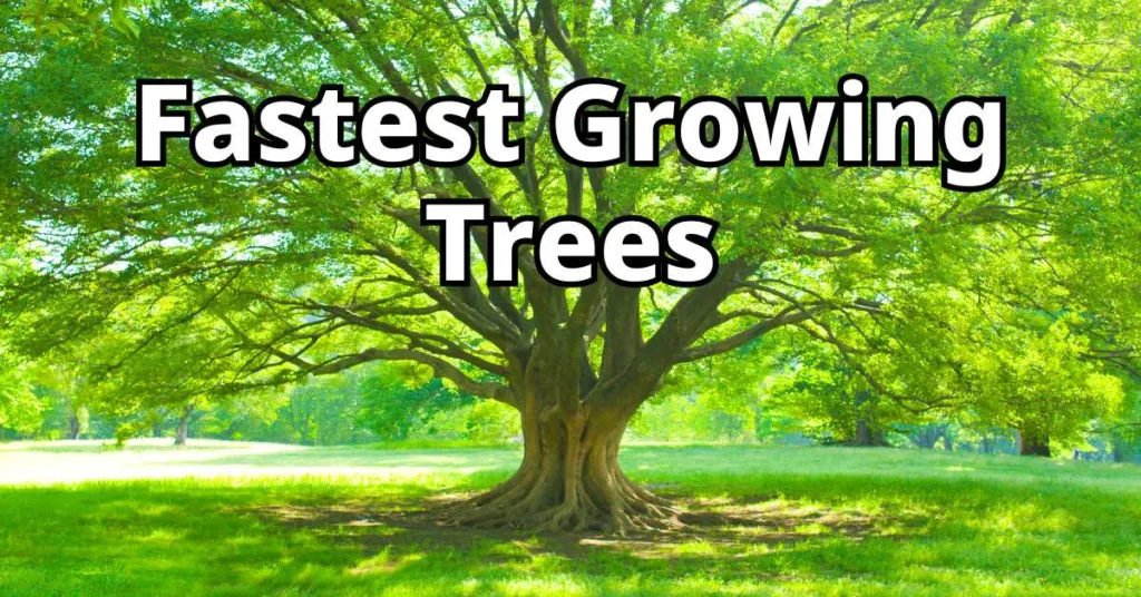 Fastest Growing Trees