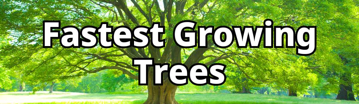 Fastest Growing Trees 2
